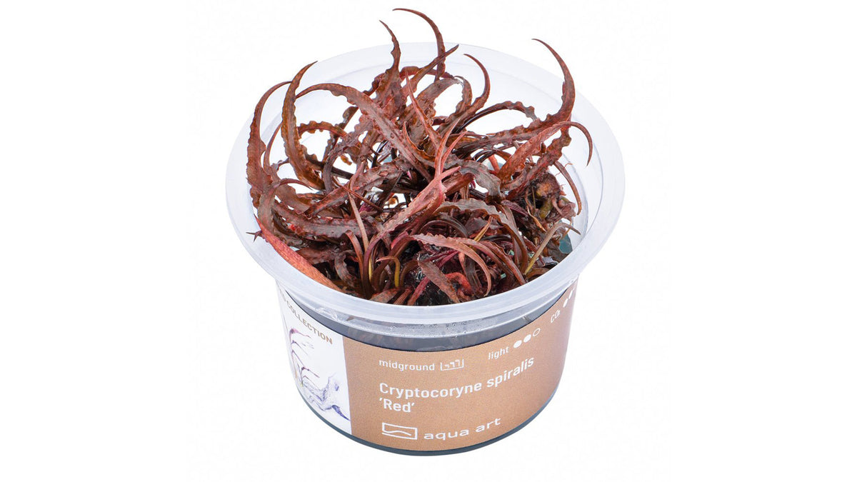 Cryptocoryne spiralis 'Red' - InVitro
