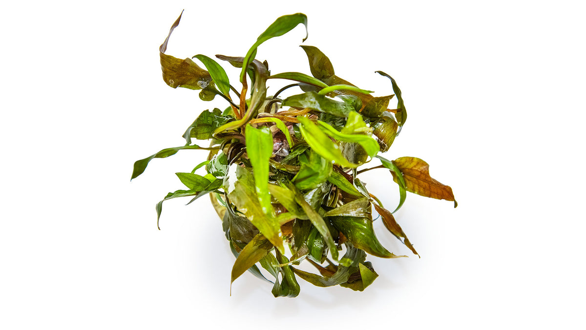 Cryptocoryne undulata 'Broad Leaf' 