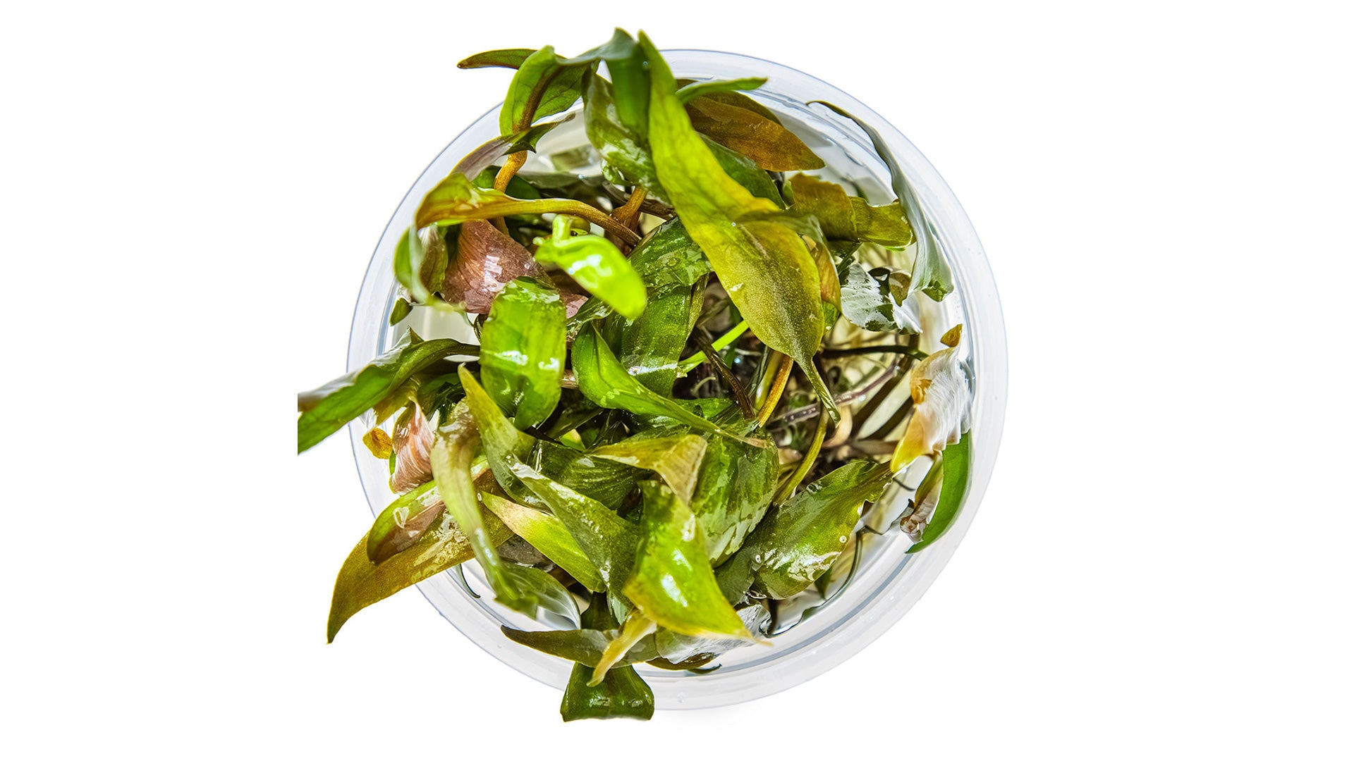 Cryptocoryne undulata 'Broad Leaf' InVitro