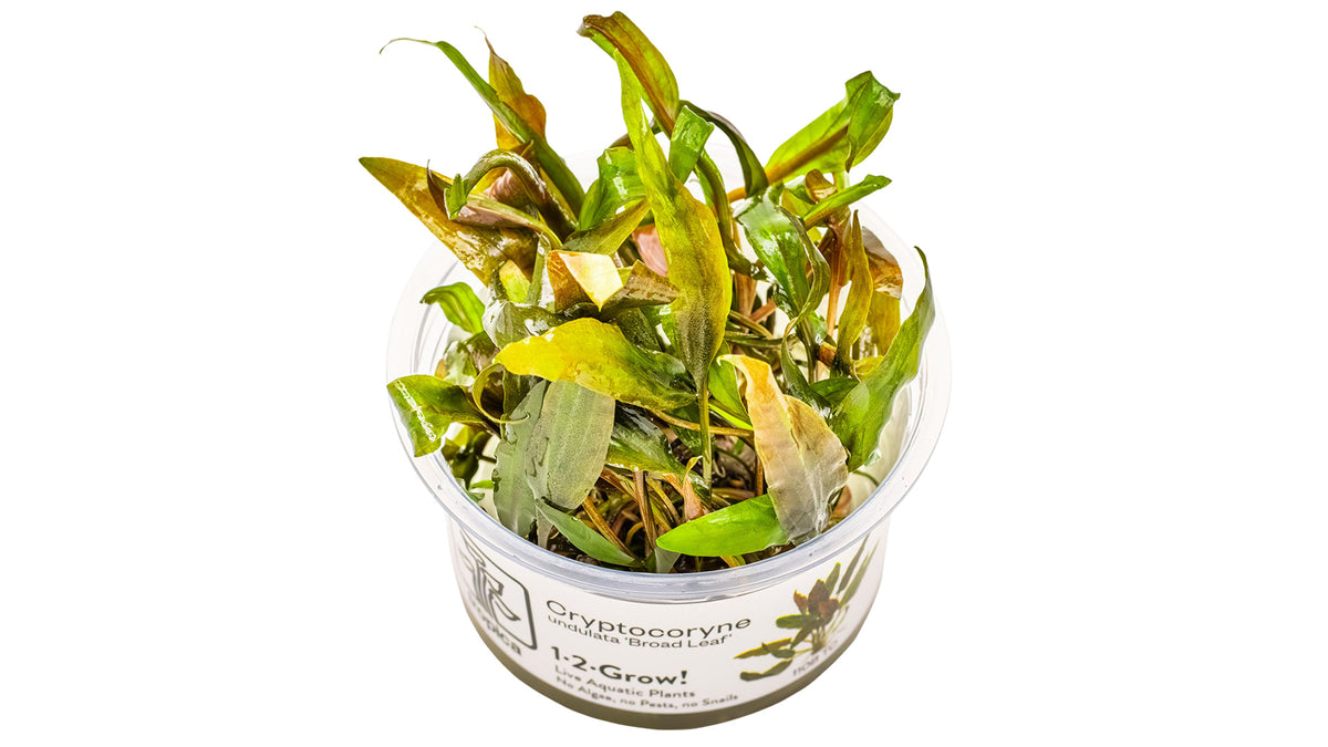 Cryptocoryne undulata 'Broad Leaf' InVitro
