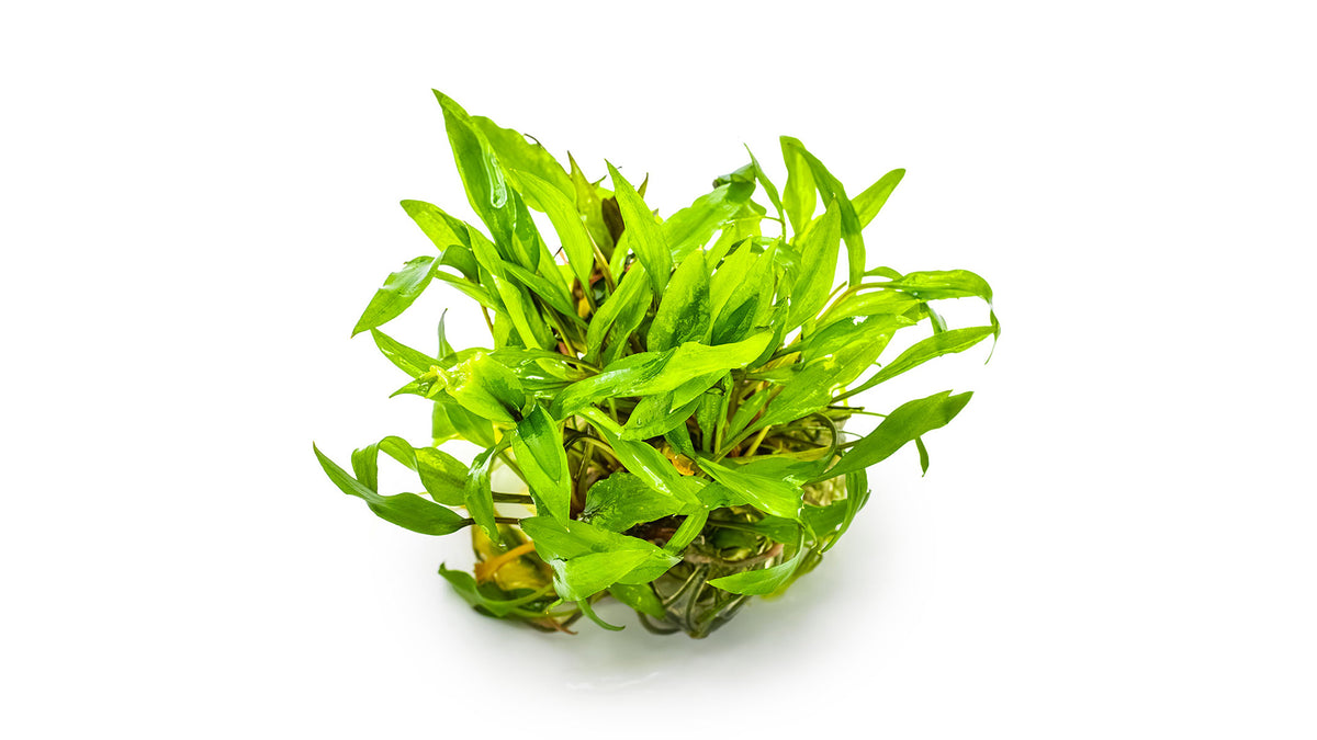 Cryptocoryne wendtii &#39;Green&#39;