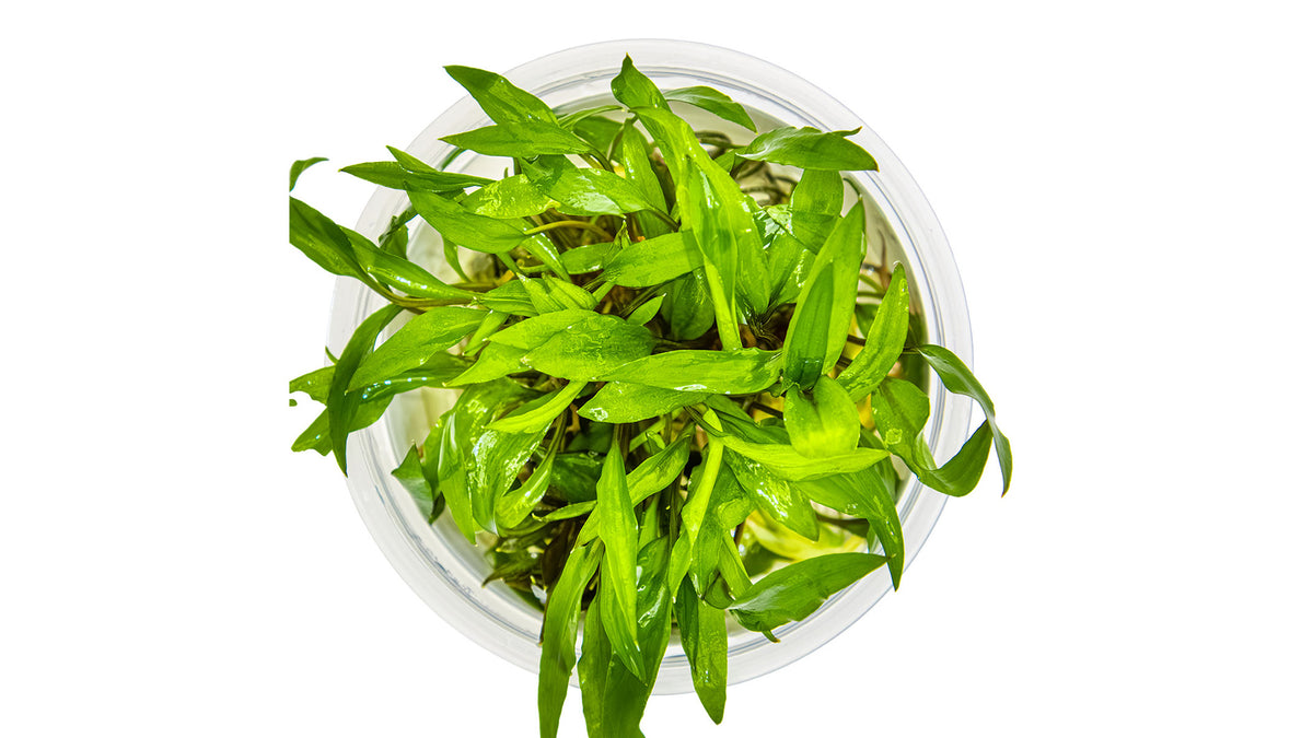Cryptocoryne wendtii &#39;Green&#39; von oben