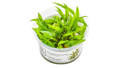 Cryptocoryne wendtii 'Green'