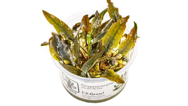 Cryptocoryne wendtii 'Mi Oya'
