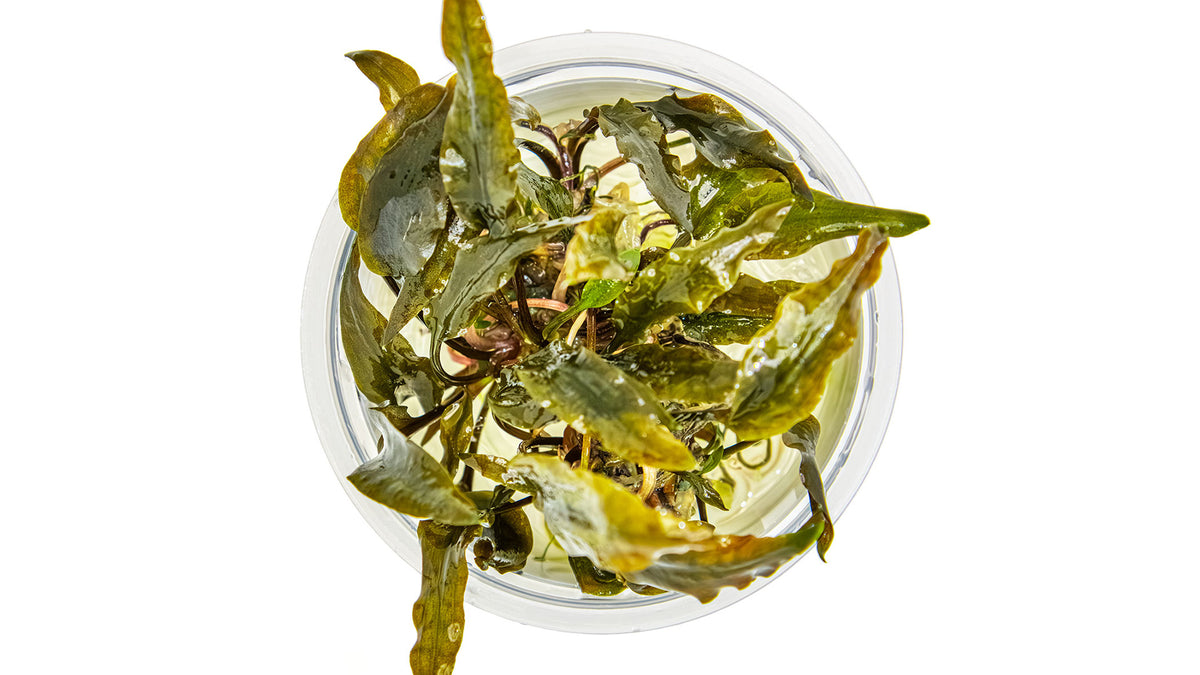 Cryptocoryne wendtii 'Mi Oya' von oben