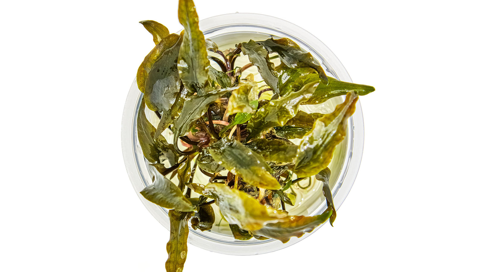 Cryptocoryne wendtii 'Mi Oya' InVitro