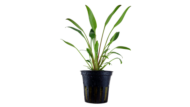 Cryptocoryne x willisii - Tropica