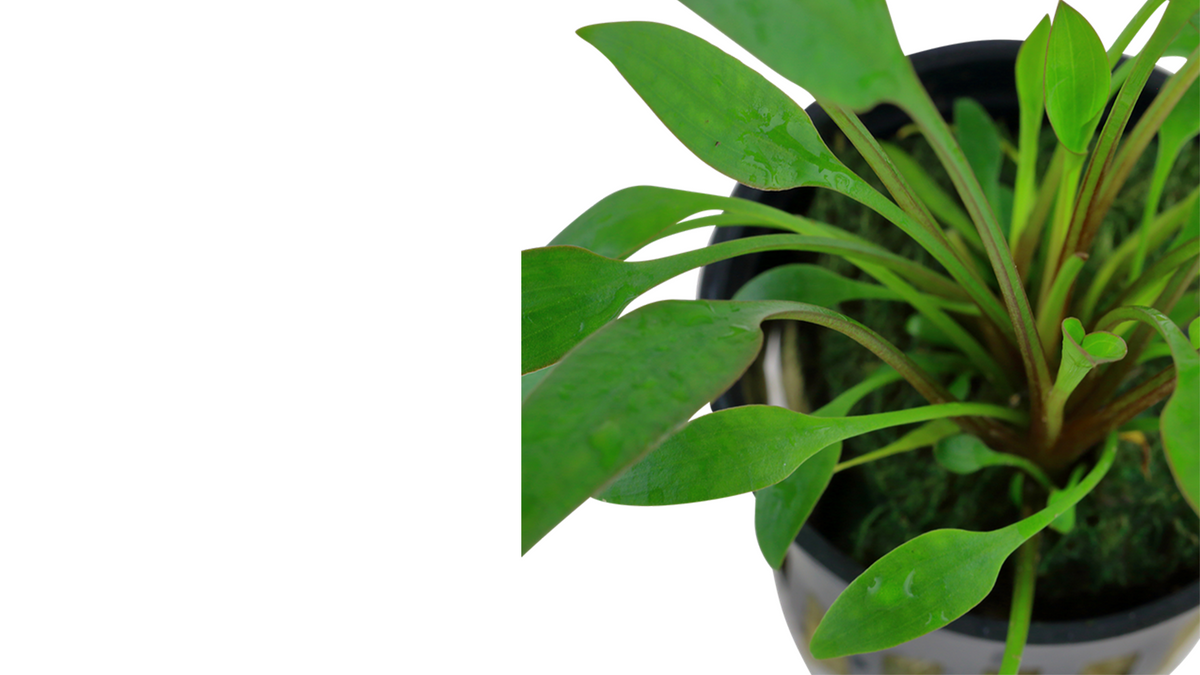 Cryptocoryne x willisii - Tropica