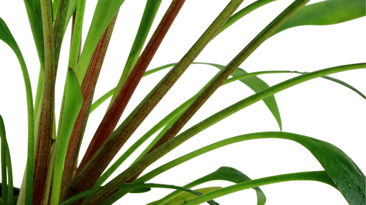 Cryptocoryne x willisii - Tropica