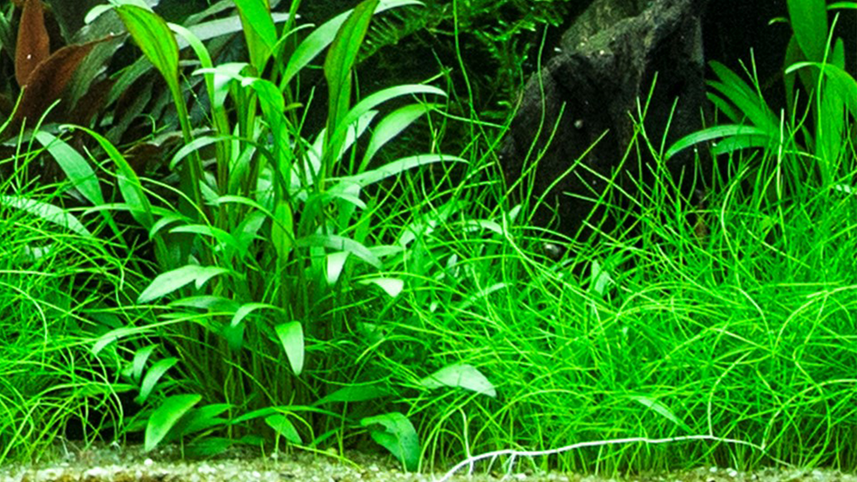 Cryptocoryne x willisii - Tropica