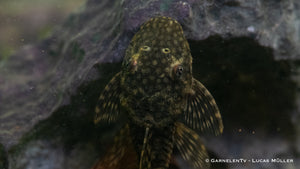 Antennenwels Ancistrus sp. mit charakteristischen Tentakeln