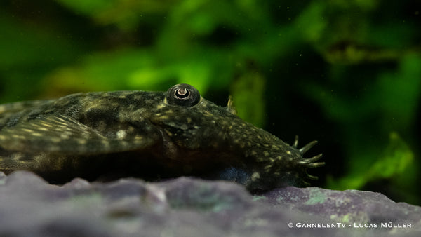 Antennenwels in einem bepflanzten Aquarium mit Versteckmöglichkeiten