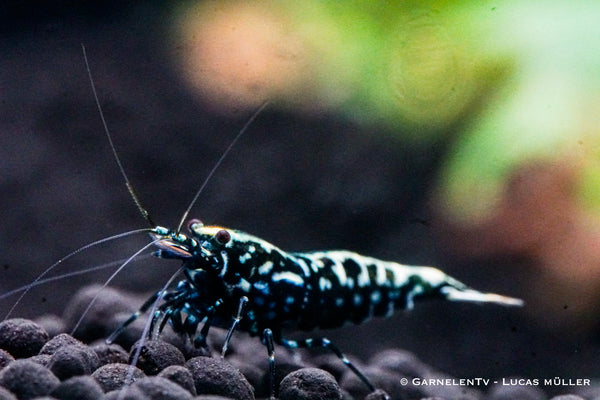 Schwarze Galaxy Fishbone Garnele - Shadow Bee - Caridina sp.