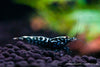 Schwarze Galaxy Fishbone Garnele - Shadow Bee - Caridina sp.