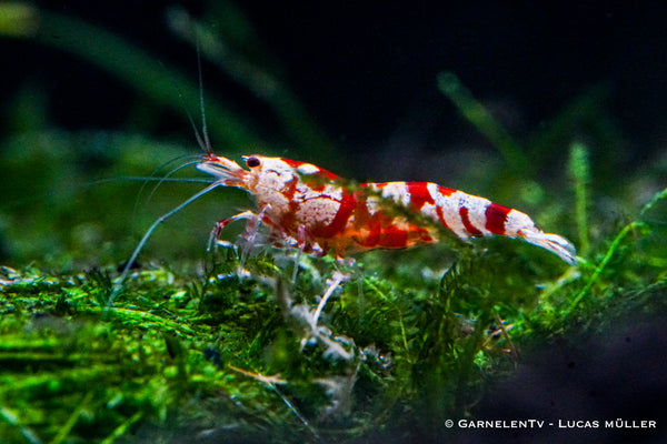 Red Fancy Tiger Garnele -  Caridina sp.