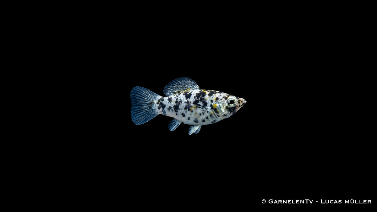 Dalmatiner Molly (Poecilia latipinna) mit gefleckter Zeichnung und bläulicher Schwanzflosse