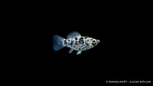 Dalmatiner Molly (Poecilia latipinna) mit gefleckter Zeichnung und bläulicher Schwanzflosse