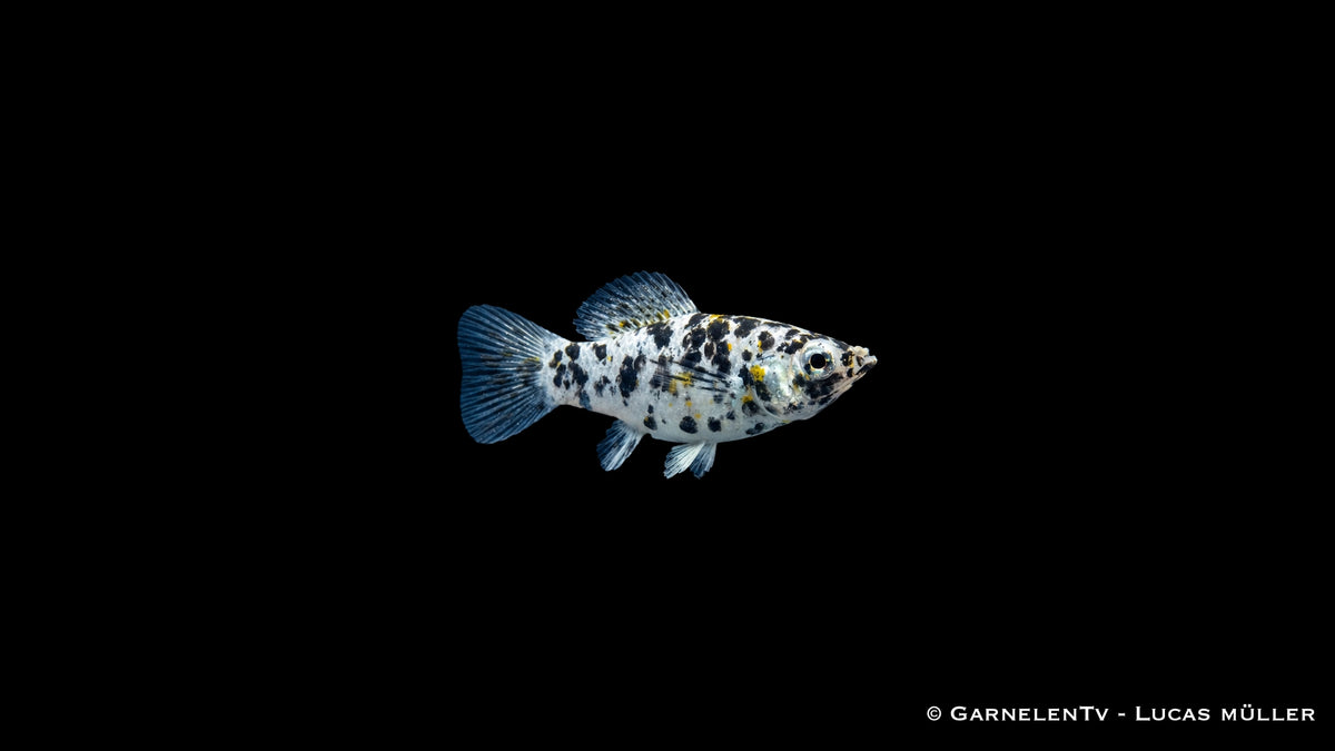 Dalmatiner-Molly - Poecilia latipinna, weiß mit schwarzen Flecken