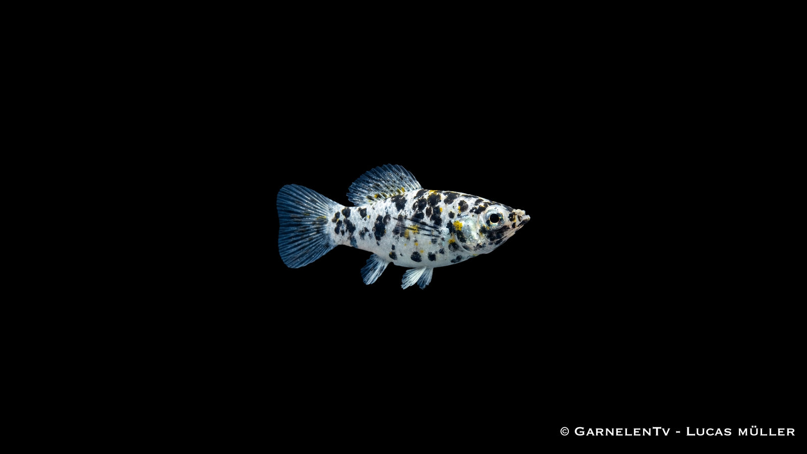 Dalmatiner-Molly - Poecilia latipinna, weiß mit schwarzen Flecken