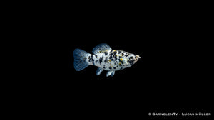 Dalmatiner-Molly - Poecilia latipinna, weiß mit schwarzen Flecken