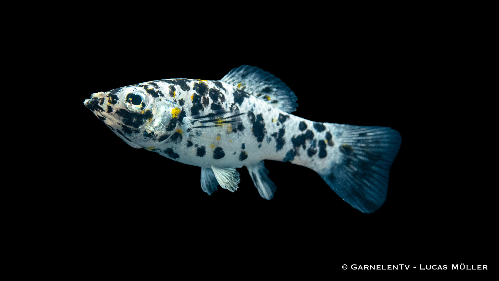 Dalmatiner Molly fish in a freshwater aquarium
