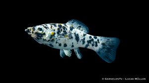 Dalmatiner Molly fish in a freshwater aquarium
