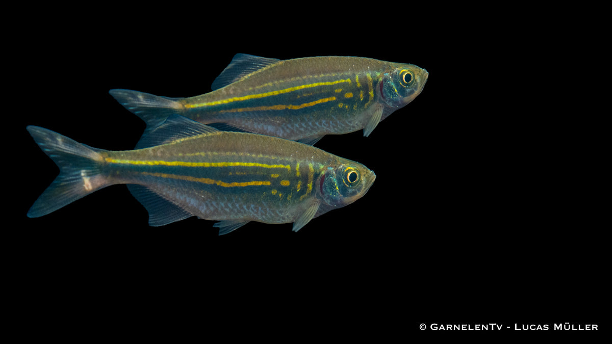 Danio malabaricus in einem tropischen Aquarium