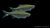 Malabarbärbling (Danio malabaricus) im Aquarium