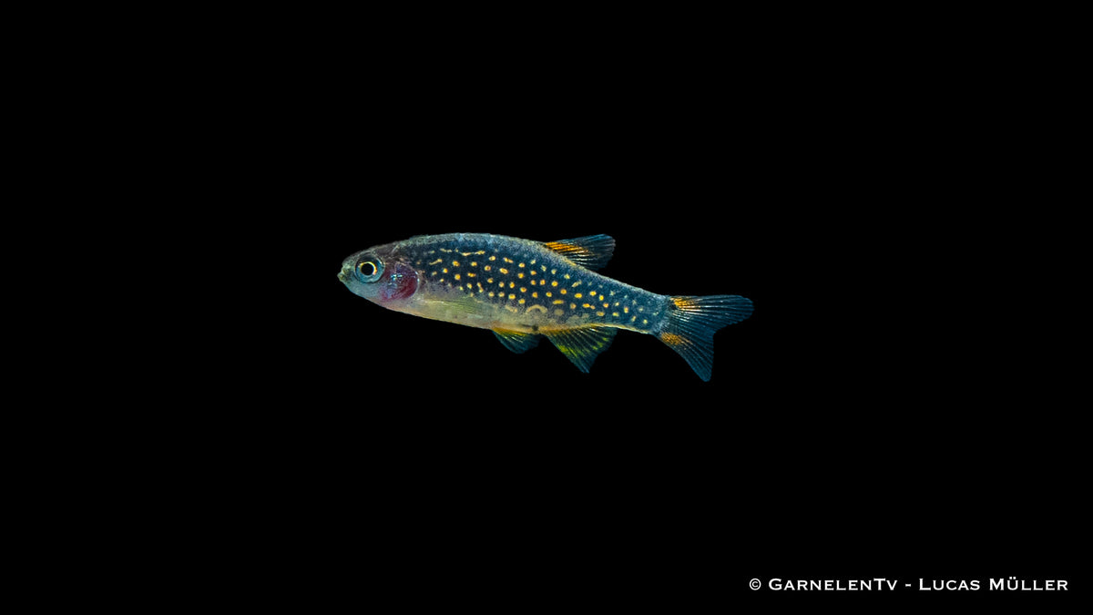 Danio margaritatus bei der Futtersuche