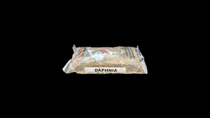 Daphnia – Proteinreiches Futter für Aquarienbewohner