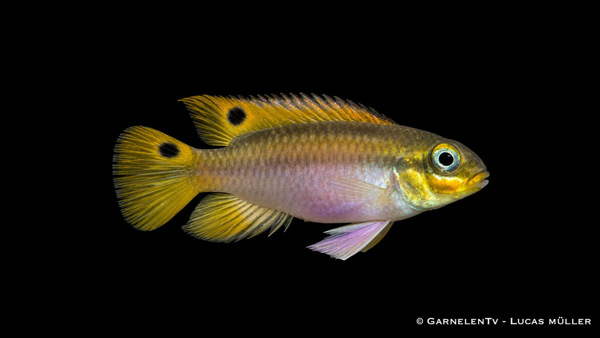 Dehane-Prachtbarsch - Pelvicachromis taeniatus dehane im Aquarium