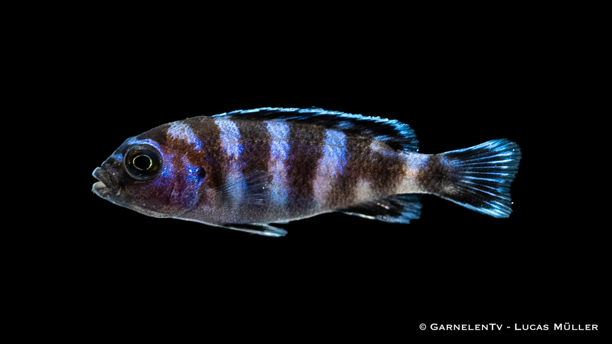 Demasons Maulbrüter – Pseudotropheus demasoni im Aquarium
