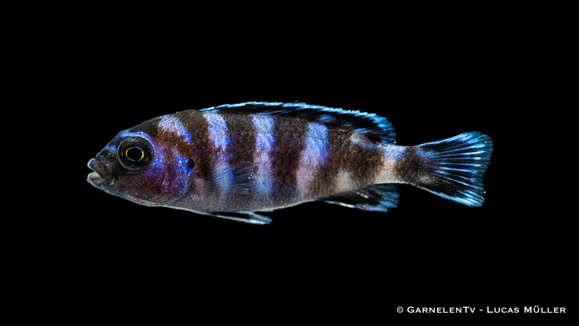 Demasons Maulbrüter – Pseudotropheus demasoni im Aquarium