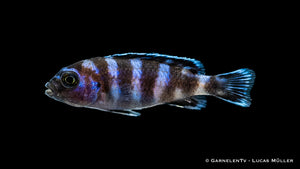 Demasons Maulbrüter – Pseudotropheus demasoni im Aquarium