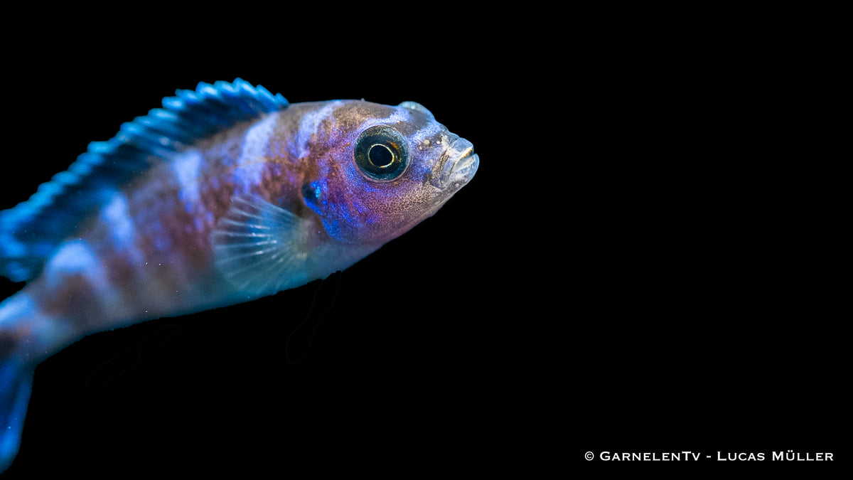 Demasons Maulbrüter in einem 200L Aquarium