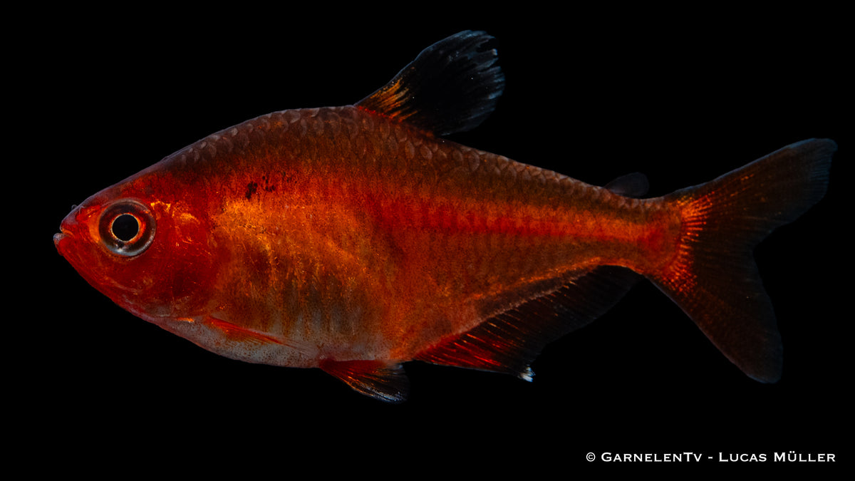Der rote Blutsalmler in einem gesunden Aquarium