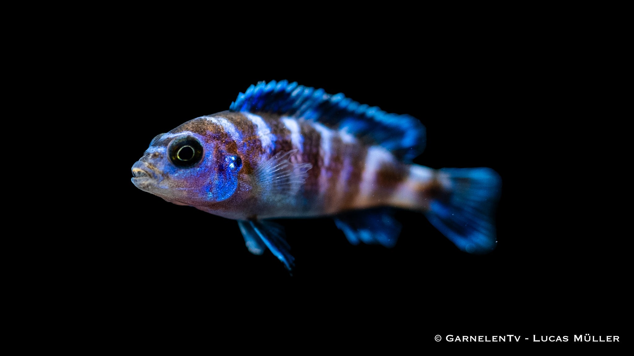 Demasons Maulbrüter - Pseudotropheus demasoni (DNZ)