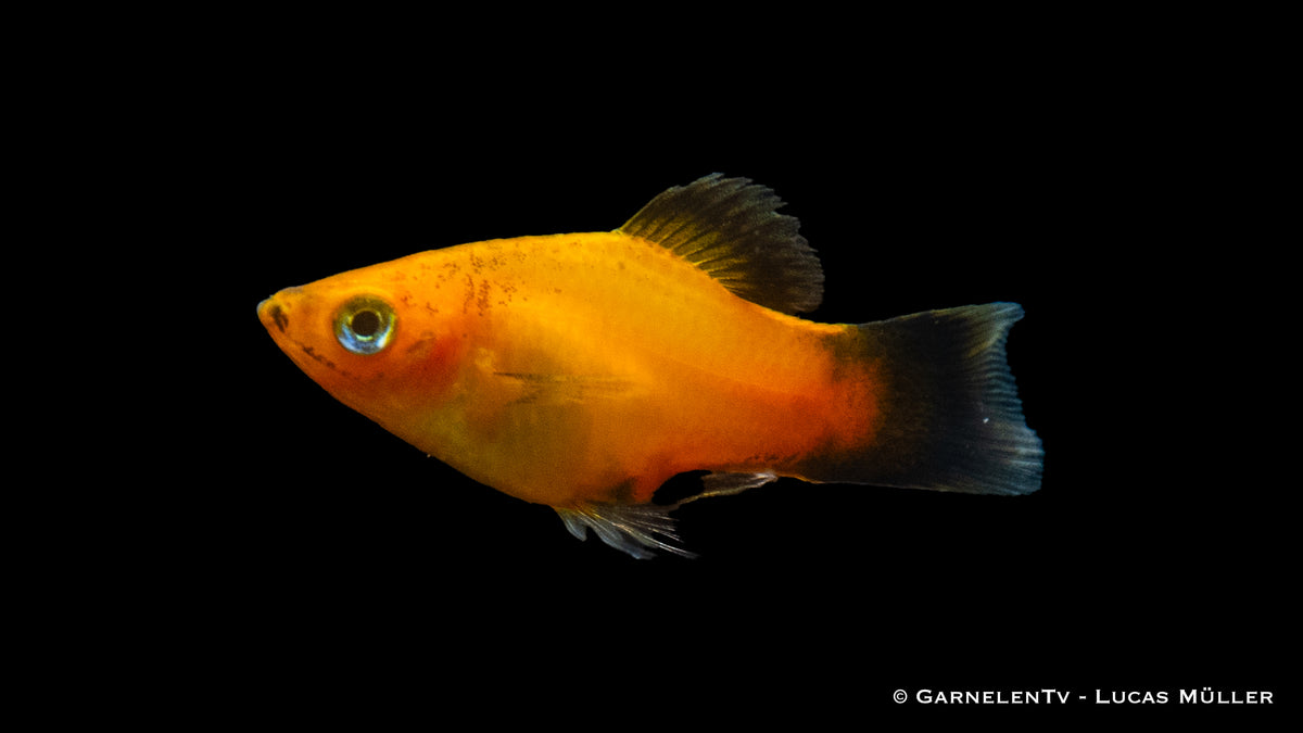Deutschland Platy Xiphophorus maculatus in Gemeinschaftsaquarium
