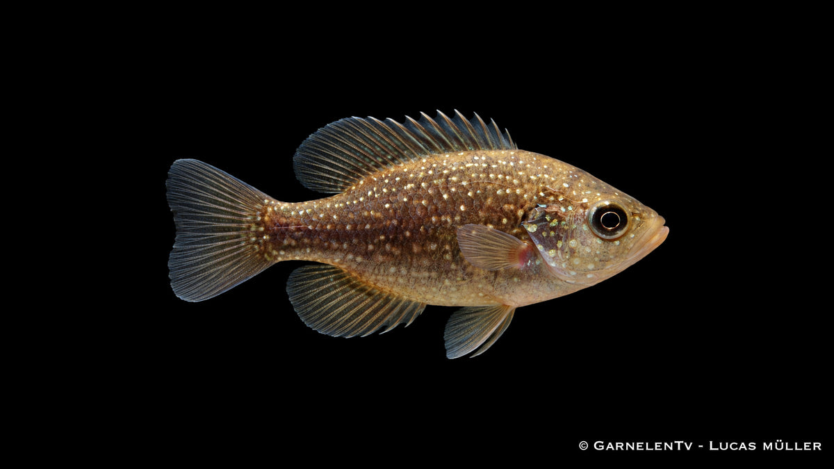 Diamantbarsch Enneacanthus gloriosus ruhiger Kaltwasserfisch für Gartenteich