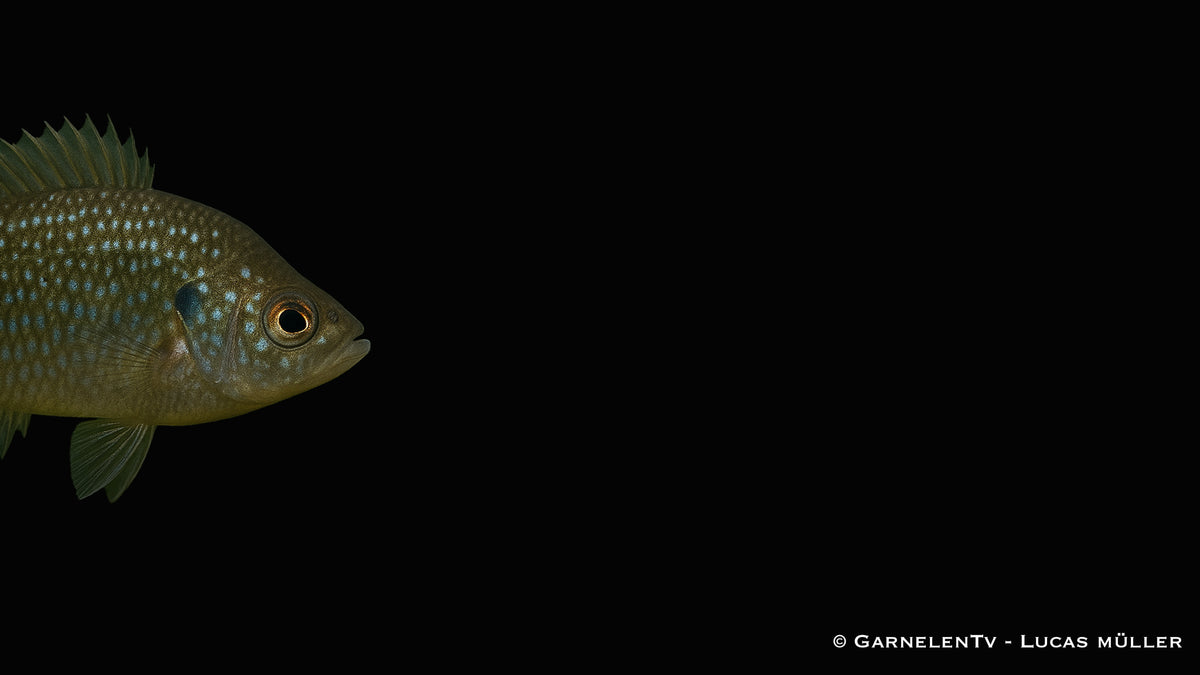 Diamantbarsch - Enneacanthus gloriosus (5-8 cm)