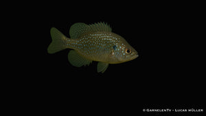 Diamantbarsch - Enneacanthus gloriosus (5-8 cm)
