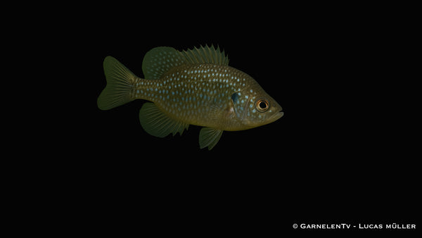 Diamantbarsch - Enneacanthus gloriosus (5-8 cm)