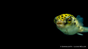 Dichotomyctere nigroviridis – Kugelfisch mit einzigartigem Verhalten
