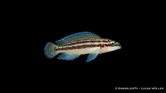 Dickfelds Schlankcichlide Julidochromis dickfeldi mit schlanker Körperform und feiner Streifenzeichnung im Aquarium