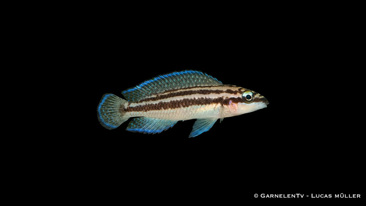 Dickfelds Schlankcichlide Julidochromis dickfeldi mit schlanker Körperform und feiner Streifenzeichnung im Aquarium