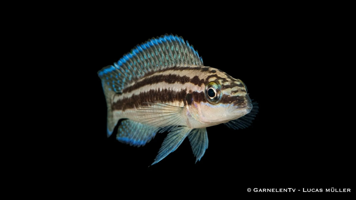 Dickfelds Schlankcichlide im Aquarium mit ruhiger Haltung, markanter Linienzeichnung und charakteristischem Schlankcichliden Erscheinungsbild