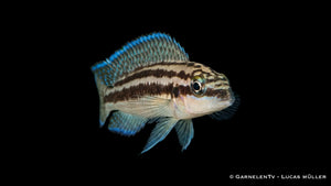 Dickfelds Schlankcichlide im Aquarium mit ruhiger Haltung, markanter Linienzeichnung und charakteristischem Schlankcichliden Erscheinungsbild