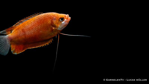 Dicklippiger Fadenfisch rot - Colisa labiosa