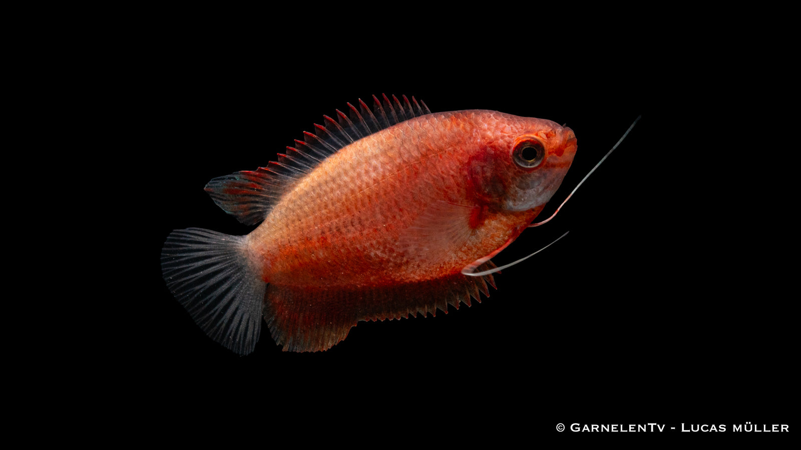 Dicklippiger Fadenfisch Rot (Colisa labiosa) swimming gracefully