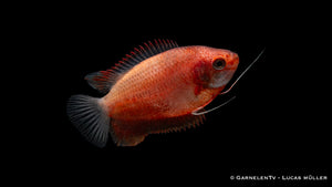 Dicklippiger Fadenfisch Rot (Colisa labiosa) swimming gracefully